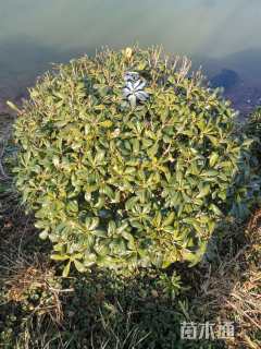 冠幅100厘米海桐球