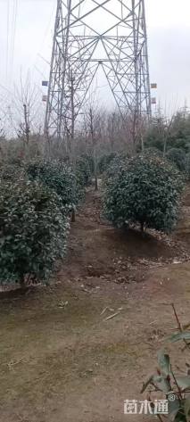 冠幅150厘米红叶石楠球