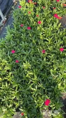 高度15厘米常夏石竹