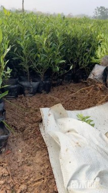 高度30厘米小叶栀子