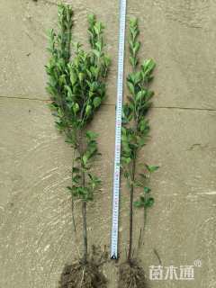 高度40厘米黄杨