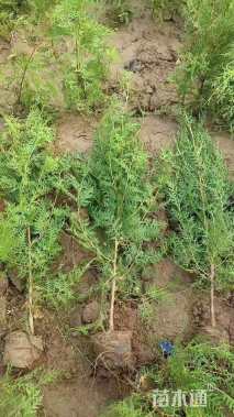 高度90厘米侧柏