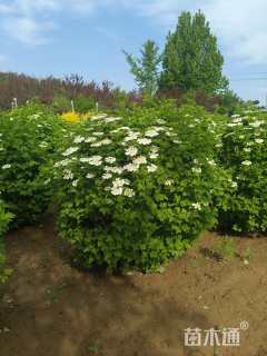 高度120厘米天目琼花