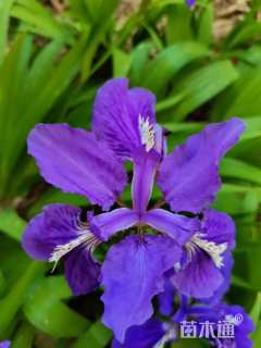 高度25厘米鸢尾