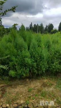 高度120厘米柏木