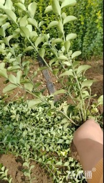 高度52厘米卫矛