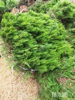 高度30厘米龙柏小苗
