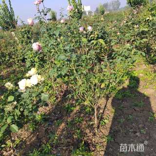 高度50厘米月季