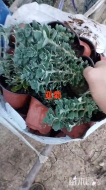 高度25厘米多花亚菊