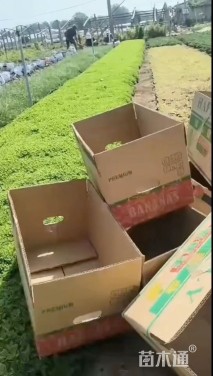 高度20厘米德国景天