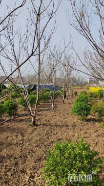 高度450厘米板栗