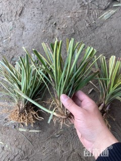 高度20厘米金边麦冬