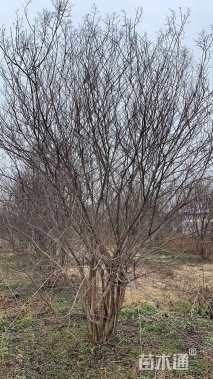 高度200厘米丛生紫薇