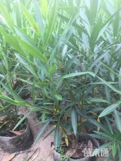 高度120厘米夹竹桃