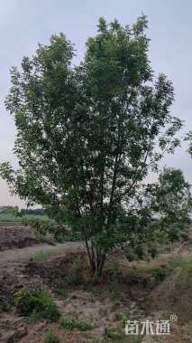 高度8厘米(5杆)丛生白蜡