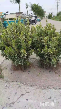 高度40厘米金边黄杨