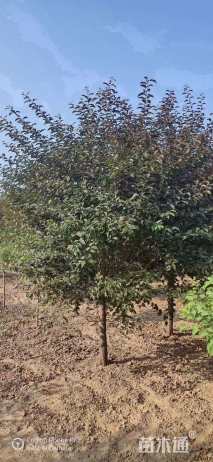 高度250厘米红叶榆叶梅