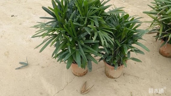 裸干高60厘米大叶棕竹