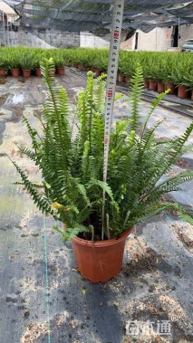 高度30厘米排骨草