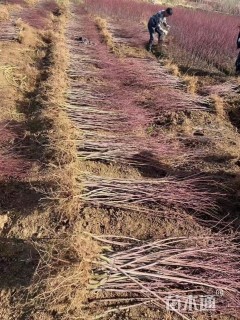 0.6公分日本红枫