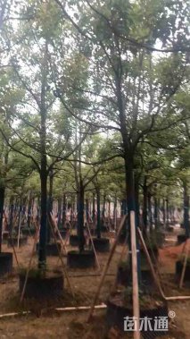 12公分香樟