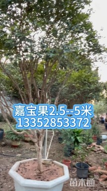 高度200厘米山茶花