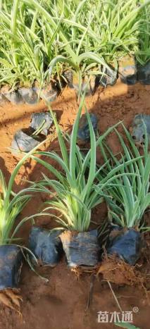 高度25厘米吊兰