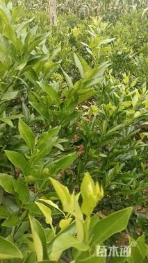 高度60厘米柑橘