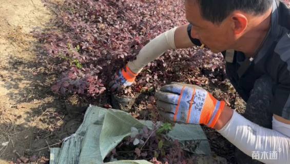 高度50厘米红叶石楠小苗