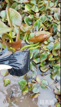 高度15厘米睡莲