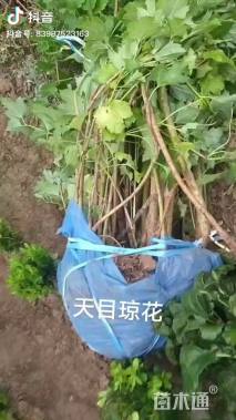 高度50厘米天目琼花