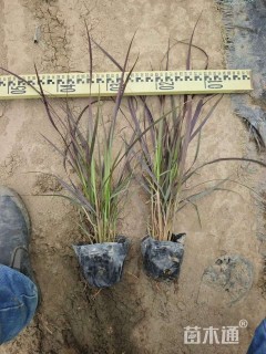 高度20厘米紫叶狼尾草