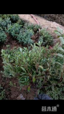 高度25厘米夏鹃