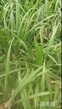 高度30厘米富贵草