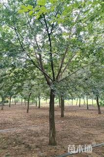 18公分朴树