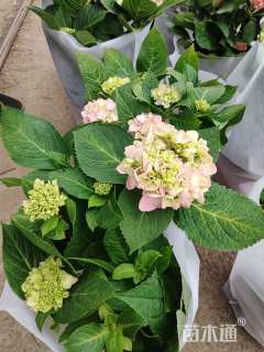 高度30厘米无尽夏绣球