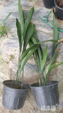 高度35厘米一叶兰