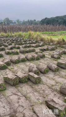 高度50厘米大叶黄杨