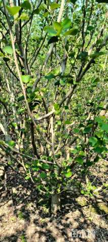 高度280厘米海滨木槿