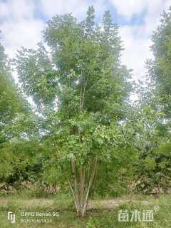 高度900厘米丛生白蜡