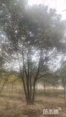 100公分(5杆)丛生香樟