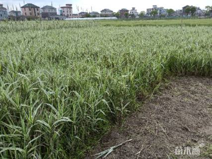 高度30厘米花叶芦竹