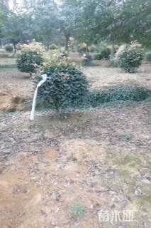 冠幅80厘米石楠球