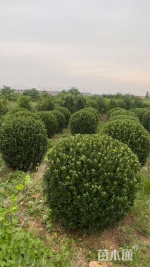 0.2公分北美冬青