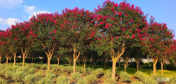 10公分红火箭紫薇