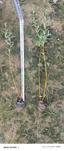 高度40厘米杞柳