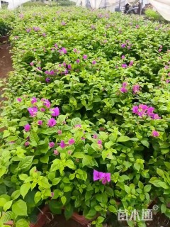 高度55厘米三角梅