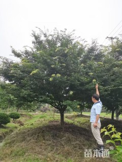 20公分鸡爪槭