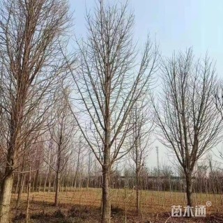 30公分银杏