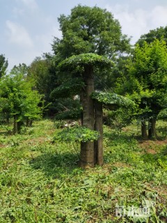 10公分造型对节白蜡